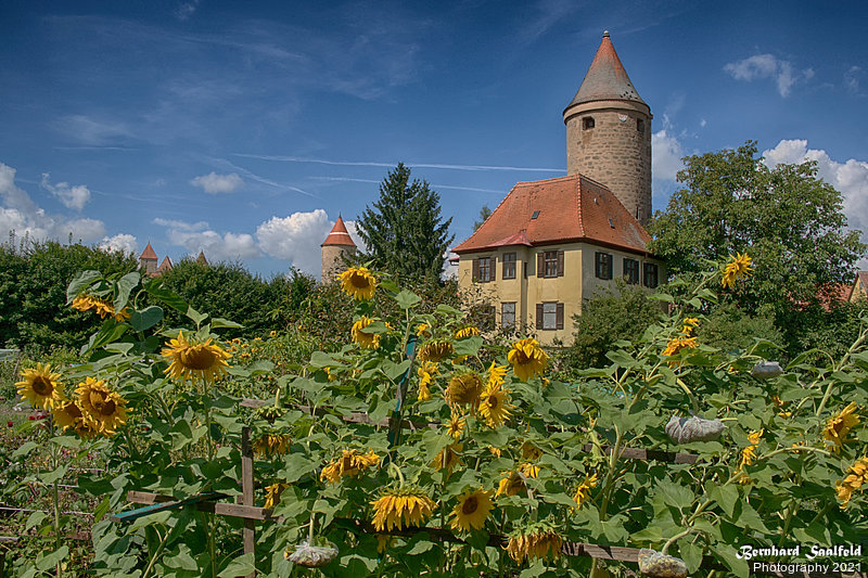 Bernhard Saalfeld - Sonnenblumen vor der Stadt